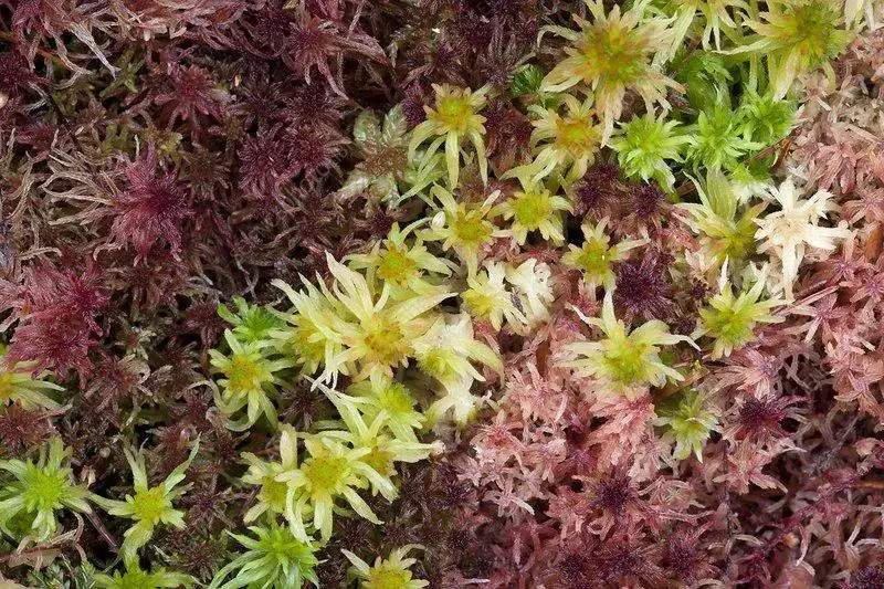 C0154442-Sphagnum_moss.jpg