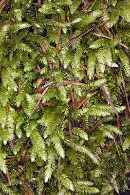 C0177526-Moss_Plagiothecium_undulatum_.jpg