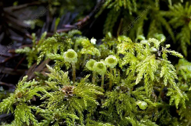 C0223399-Umbrella_moss_Leucolepis_acanthoneuron_.jpg