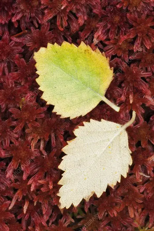 C0415130-Fallen_Silver_Birch_Betula_pendula_leaves_on_Sphagnum_Moss.jpg