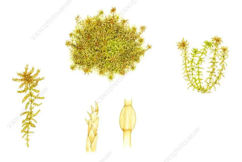 C0525223-Soft_bog_moss_Sphagnum_tenellum_,_illustration.jpg