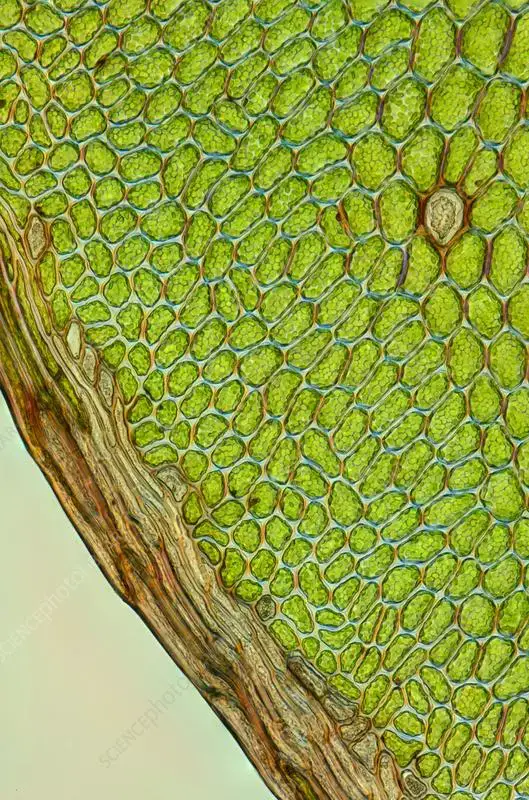 C0576583-Moss_Cinclidium_stygium_,_light_micrograph.jpg