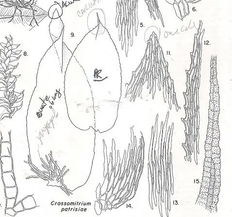 CROSSOMITRIUM%2BPATRESIAE%2BA.jpg