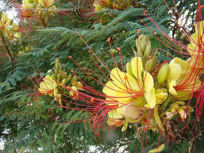 Caesalpinia-gilliesii-Wall.-ex-Hook.-5536.jpg