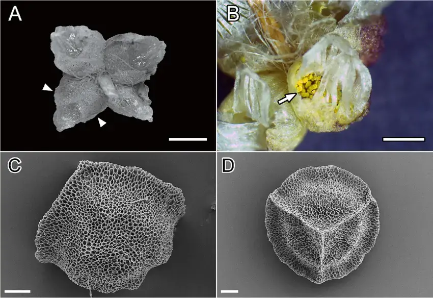 Calasterella-californica-Hampe-ex-Austin-DGLong-TXZheng-A-Immature.png