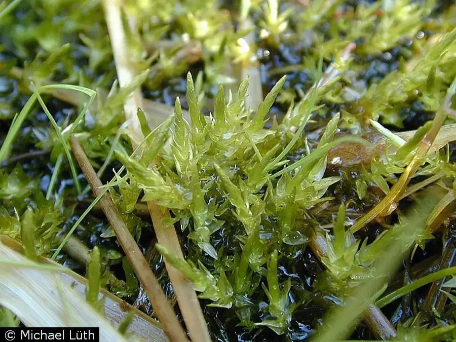 Calliergon_cordifolium_plant.jpg