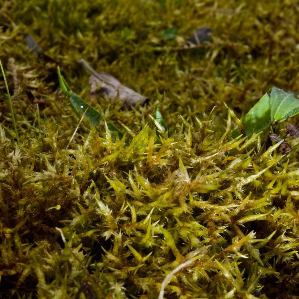 Calliergonella-cuspidata-Pointed-spear-moss.jpg