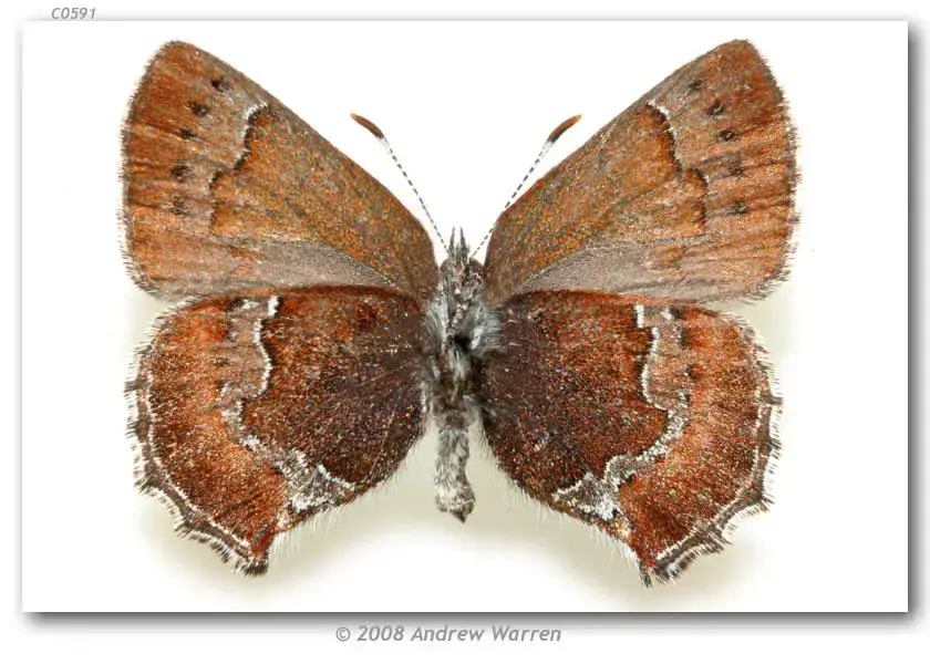 Callophrys_m_mossii_F_WA_Skamania_Co_ENE_Stevenson_24-IV-06_3.jpg