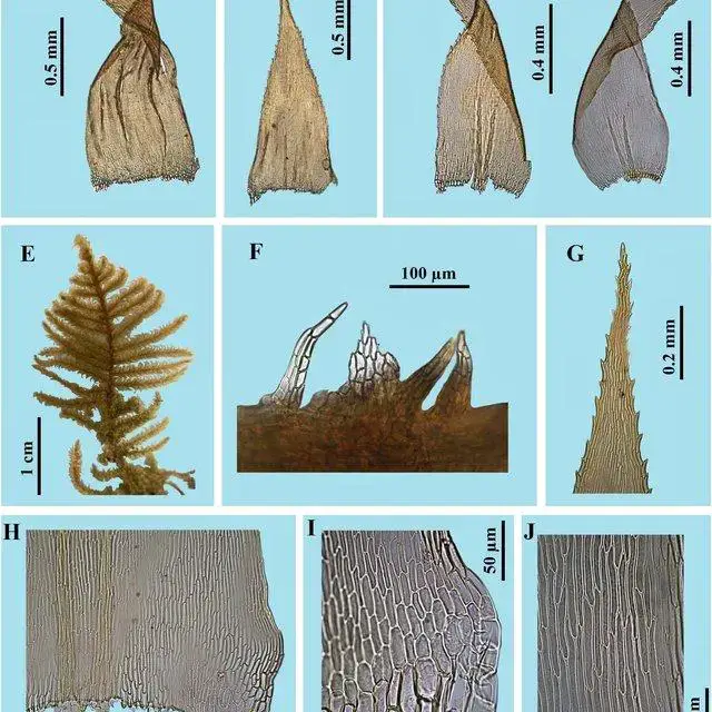 Calohypnum-sikkimense-Renauld-Cardot-Jan-Kucera-Ignatov-A-B-Stem-leaves-C-D_Q640.jpg