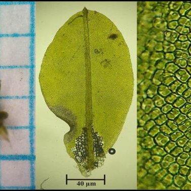 Calymperes-afzelii-a-individual-b-leaf-M-40x-and-c-quadrate-cell-type-M-400x_Q640.jpg