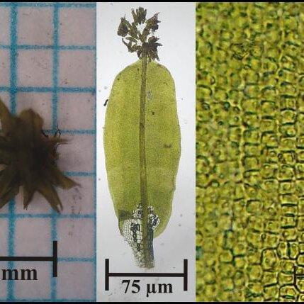 Calymperes-molluccense-a-individual-b-leaf-M-40x-and-c-quadrate-cell-type-M_Q640.jpg