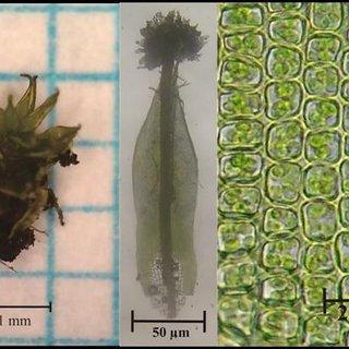 Calymperes-tenerum-a-individual-b-leaf-M-40x-and-c-quadrate-cell-type-M-400x_Q320.jpg