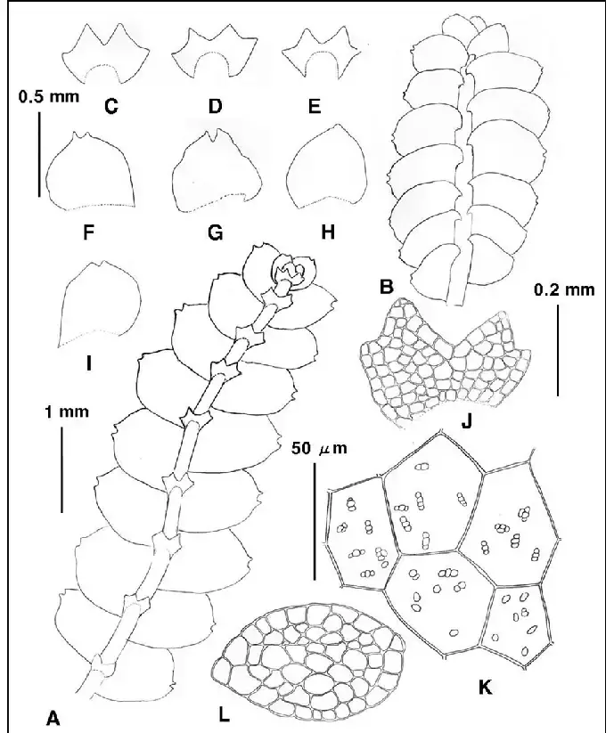 Calypogeia-angusta-Steph-A-plant-ventral-B-plant-dorsal-C-D-J-underleaves.png