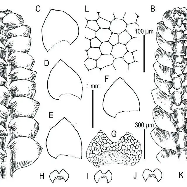 Calypogeia-apiculata-Steph-Steph-A-Plant-habit-fragment-dorsal-view-B-Plant_Q640.jpg