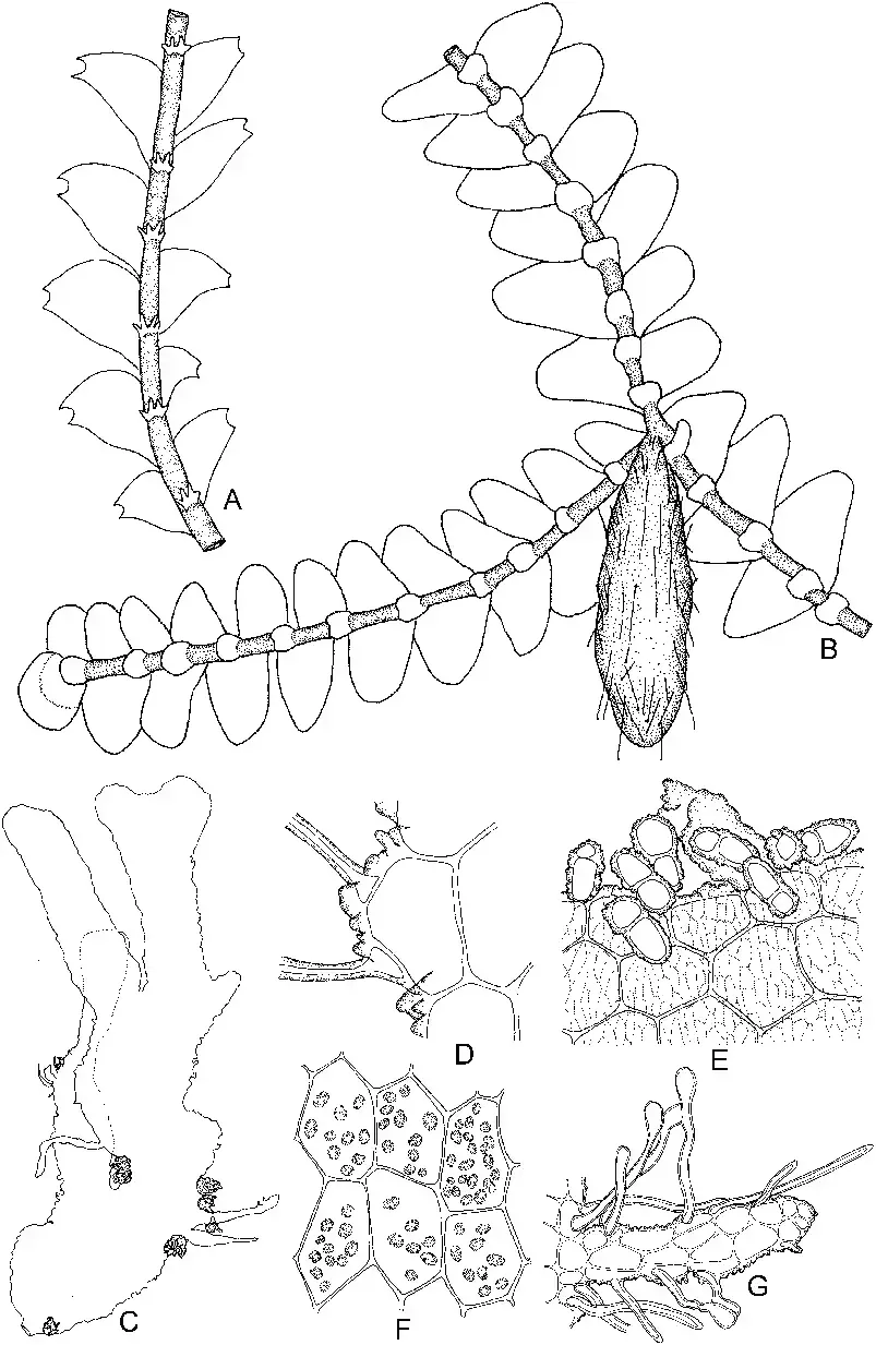 Calypogeia-arguta-Nees-Mont-A-Part-of-plant-Mnioloma-fuscum-Lehm-RMSchust-B.png