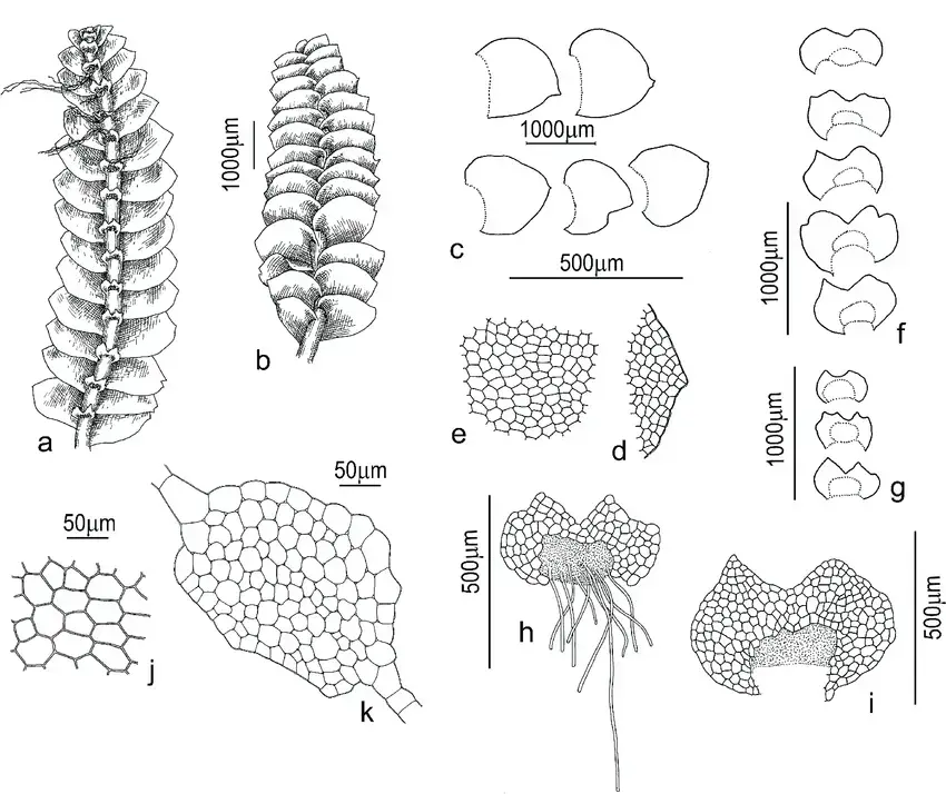 Calypogeia-orientalis-Buczkowska-Bakalin-a-plant-segment-dorsal-view-b-plant.png