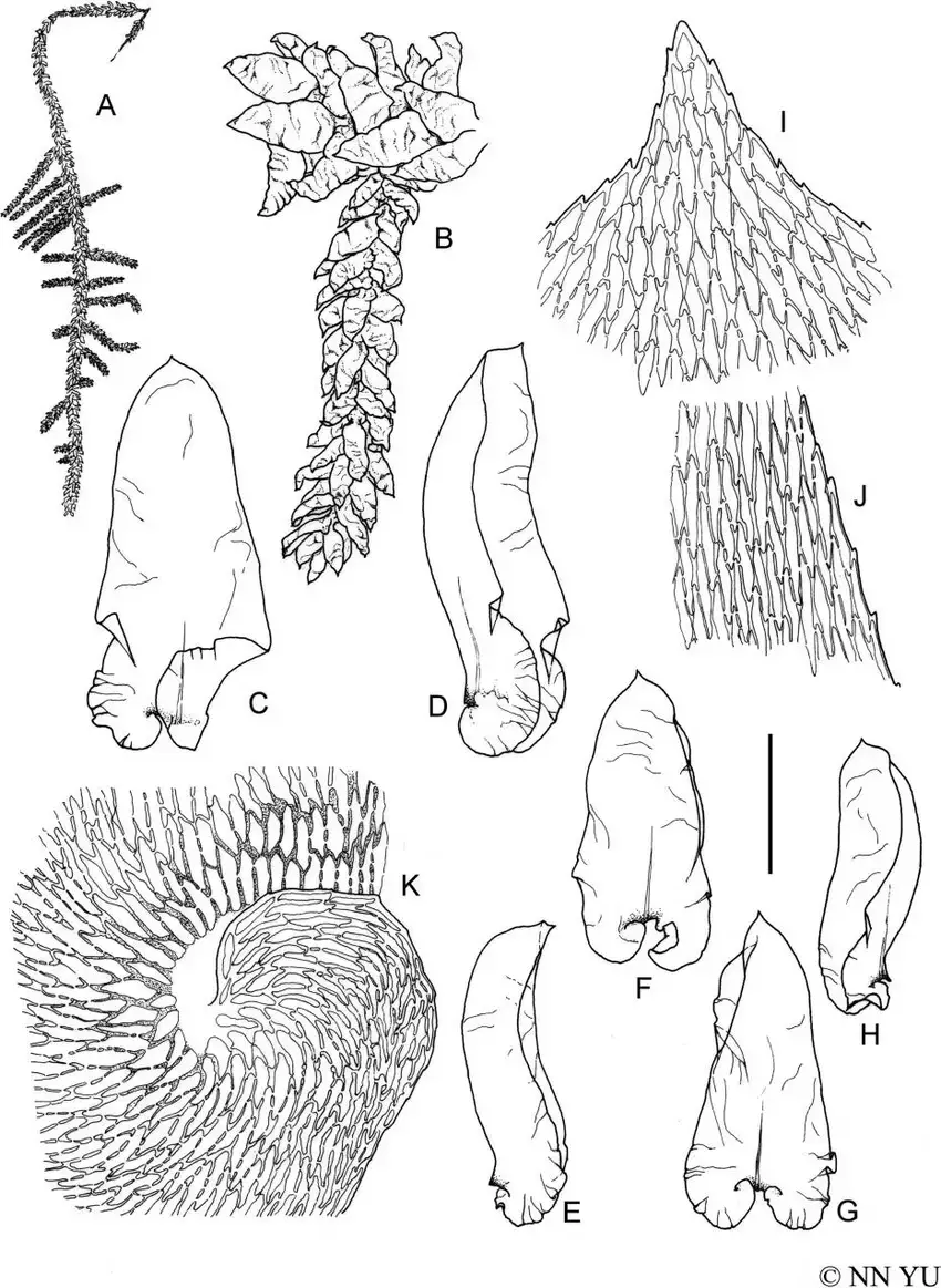 Calyptothecium-recurvulum-Broth-Broth-A-Habit-B-Branch-C-D-Stem-leaves-E-H.png