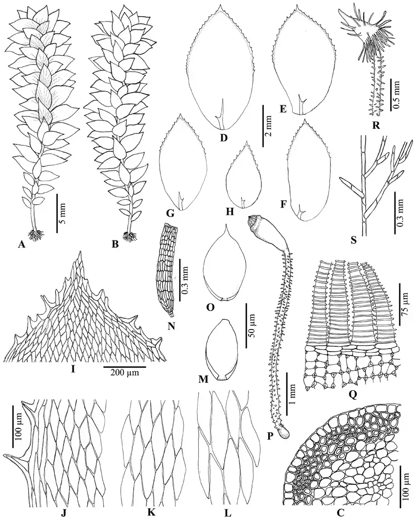 Calyptrochaeta-remotifolia-MuellHal-ZIwats-BCTan-Touw-A-B-Sterile.png