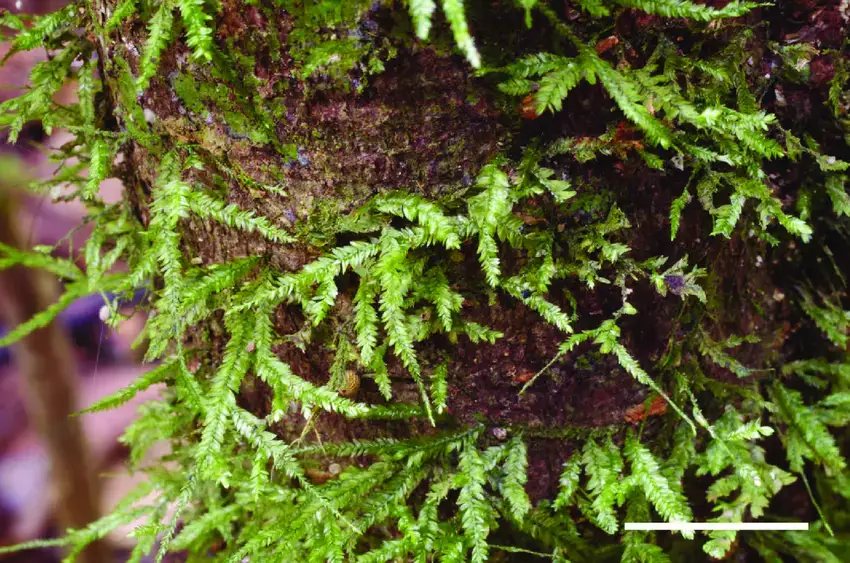 Camptochaete-subporotrichoides-Meagher-Cairns-WT-379-showing-flattened-leaves-on-all.png