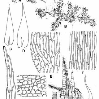 Campylium-gollanii-C-Muell-A-dry-plant-667-B-wet-plant-667-C-D-leaves_Q320.jpg