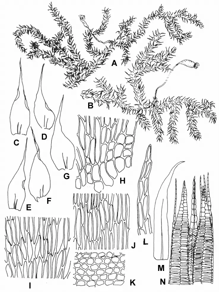 Campylium-sommerfeltii-Myr-Bryhn-A-dry-plant-667-B-wet-plant-667-C-G.png