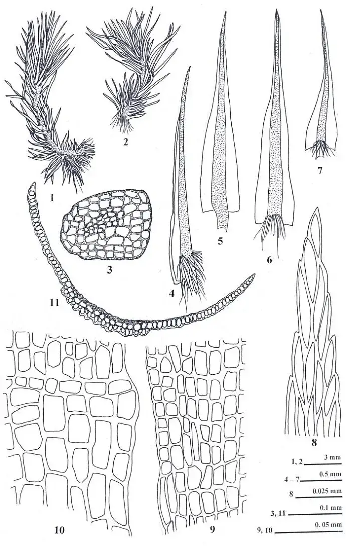 Campylopus-ericoides-Griff-A-Jaeger-1-2-Vegetative-plants-3-cross-section-of.png