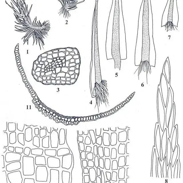 Campylopus-ericoides-Griff-A-Jaeger-1-2-Vegetative-plants-3-cross-section-of_Q640.jpg