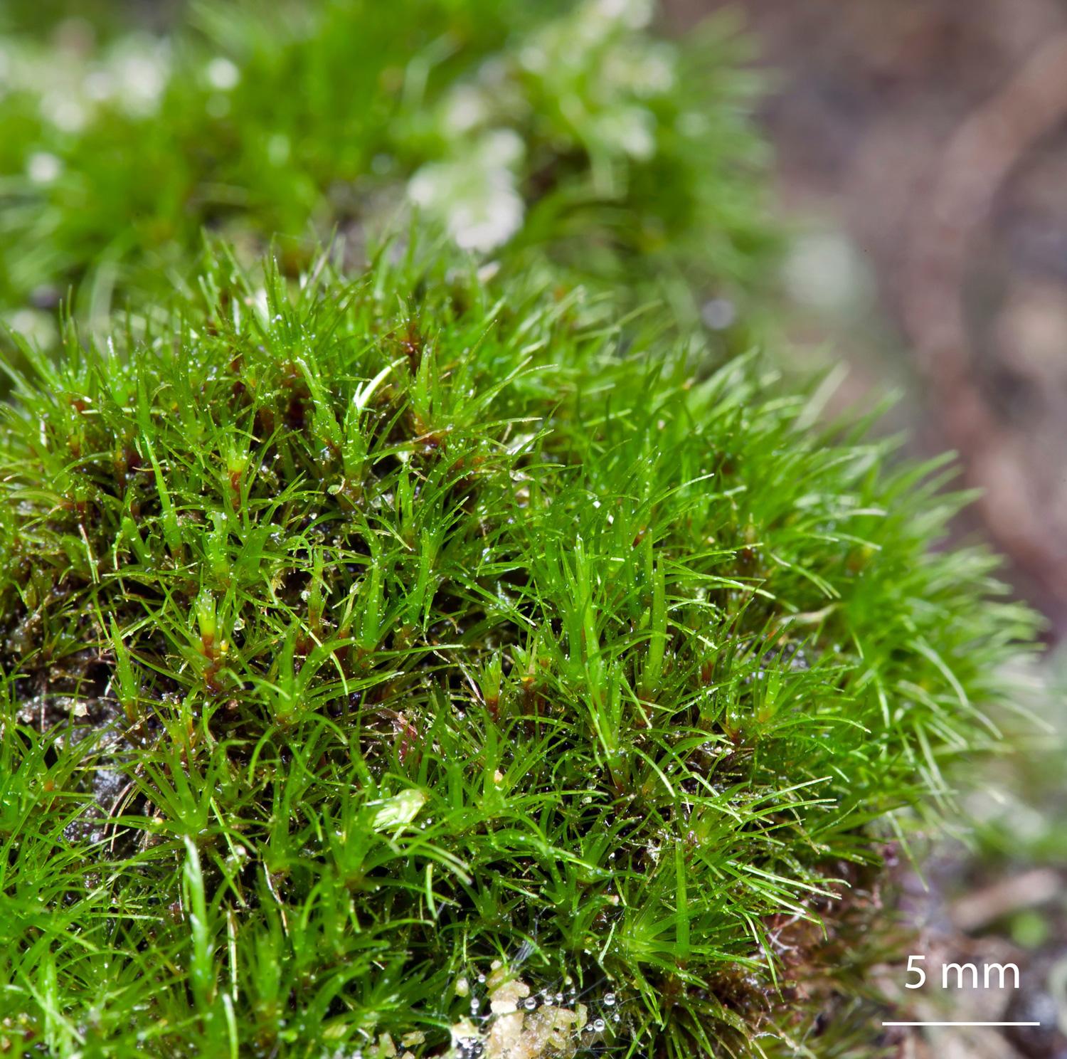 Campylopus-flexuosus-moss.jpg