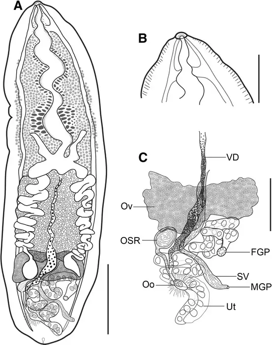 Cardicola-mogilae-n-sp-ex-Siganus-fuscescens-from-Moreton-Bay-A-Adult-holotype.gif