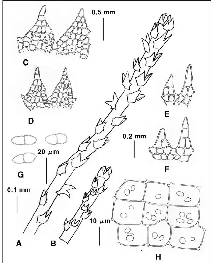 Cephaloziella-massalongii-Muell-Frib-A-plant-dorsal-B-plant-ventral-C-D-leaves.png