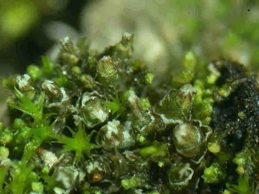 Cephaloziella_calyculata_008C.JPG