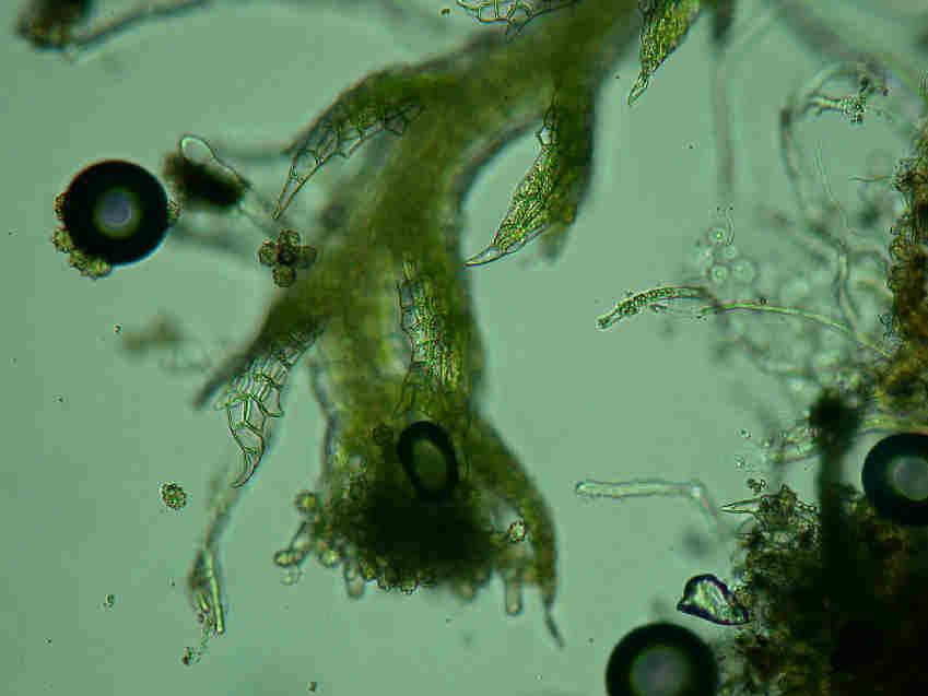 Cephaloziella_dentata_009C.JPG