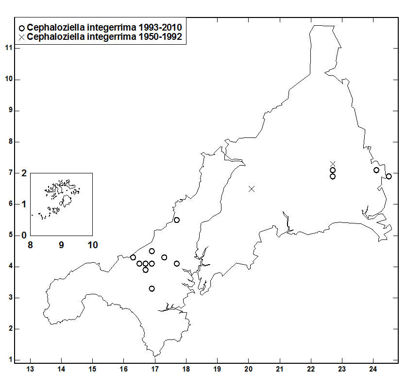 Cephaloziella_integerrima.gif