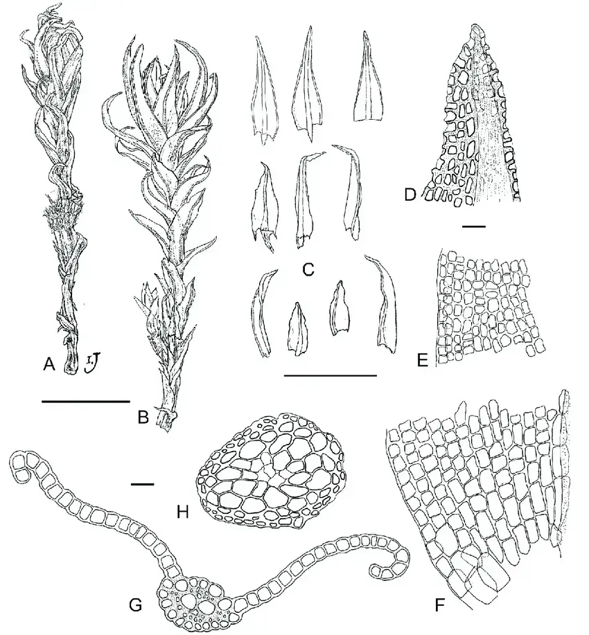 Ceratodon-A-Habito-en-seco-B-Habito-en-humedo-C-Hojas-D-celulas-distales-de-la.png