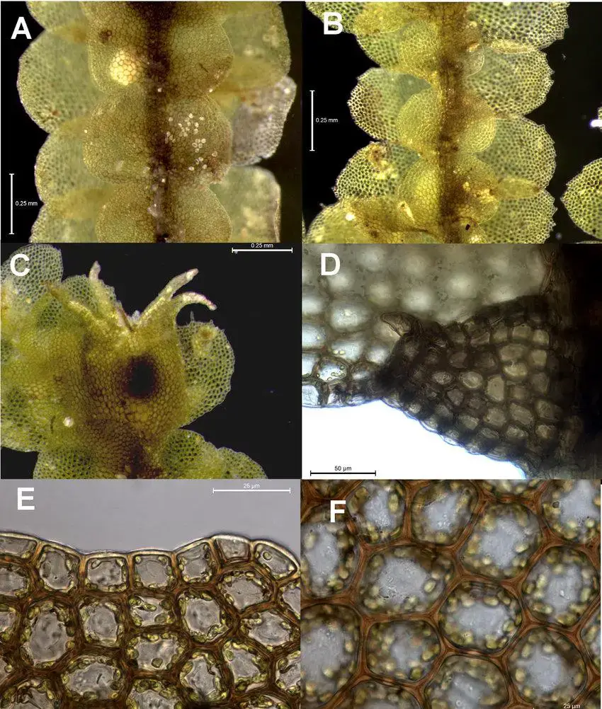 Ceratolejeunea-belangeriana-A-ventral-view-of-large-shoot-B-ventral-view-of-small.png