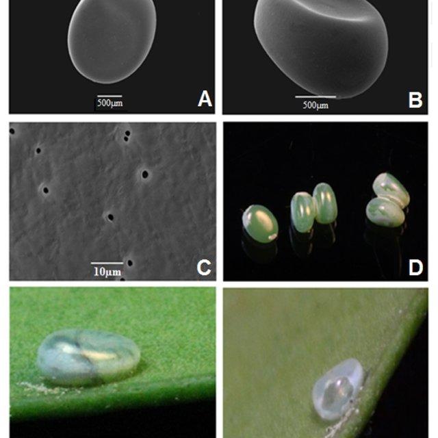 Cercophana-frauenfeldii-egg-details-A-General-view-of-the-egg-B-Egg-side-view_Q640.jpg