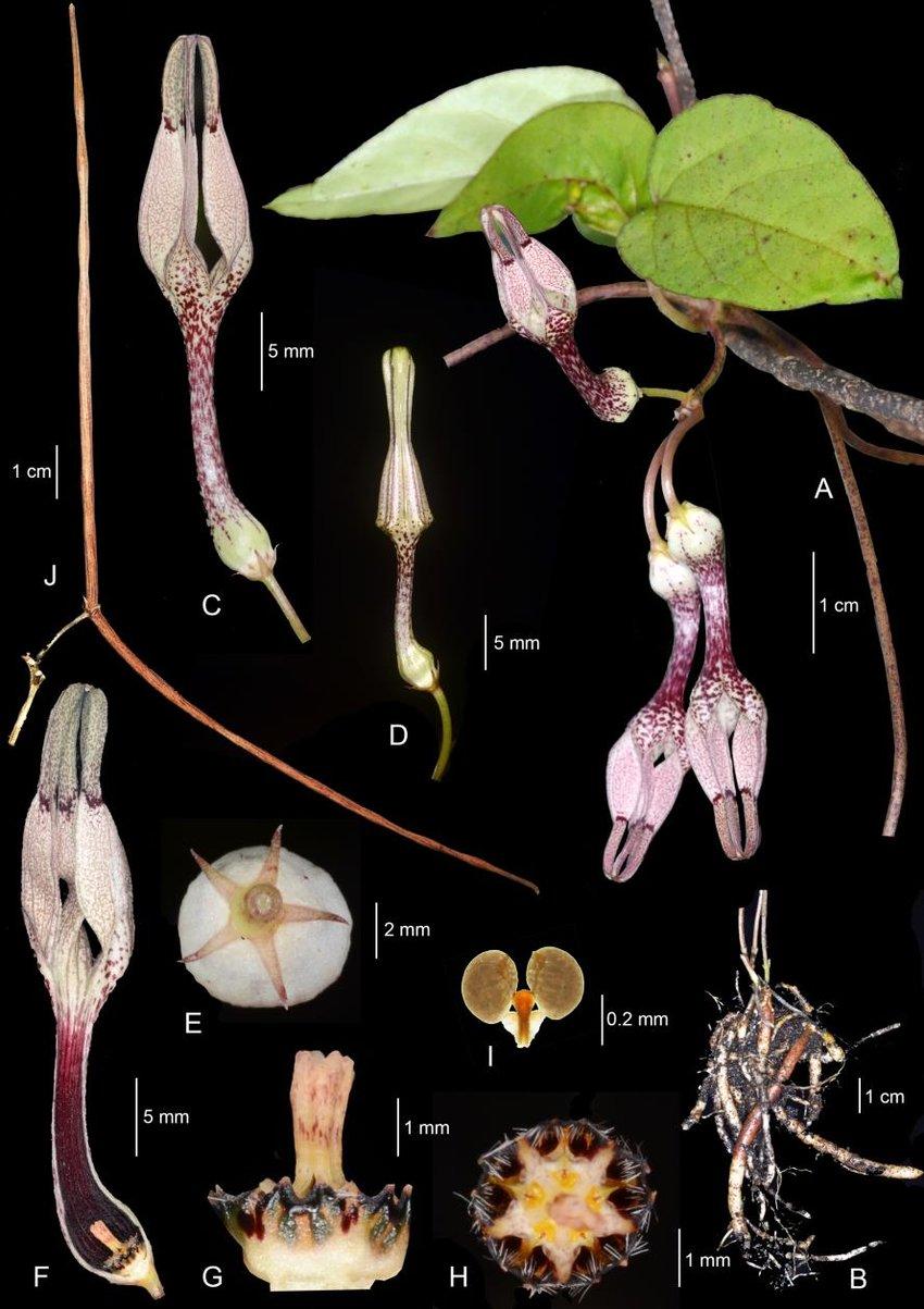 Ceropegia-calcicola-Kidyoo-A-Flowering-branch-B-A-cluster-of-fusiform-roots-C-Open.jpg