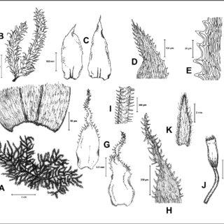 Chaetomitrium-horridulum-Bosch-Sande-Lac-A-Habit-B-Portion-of-shoot-C-Branch_Q320.jpg