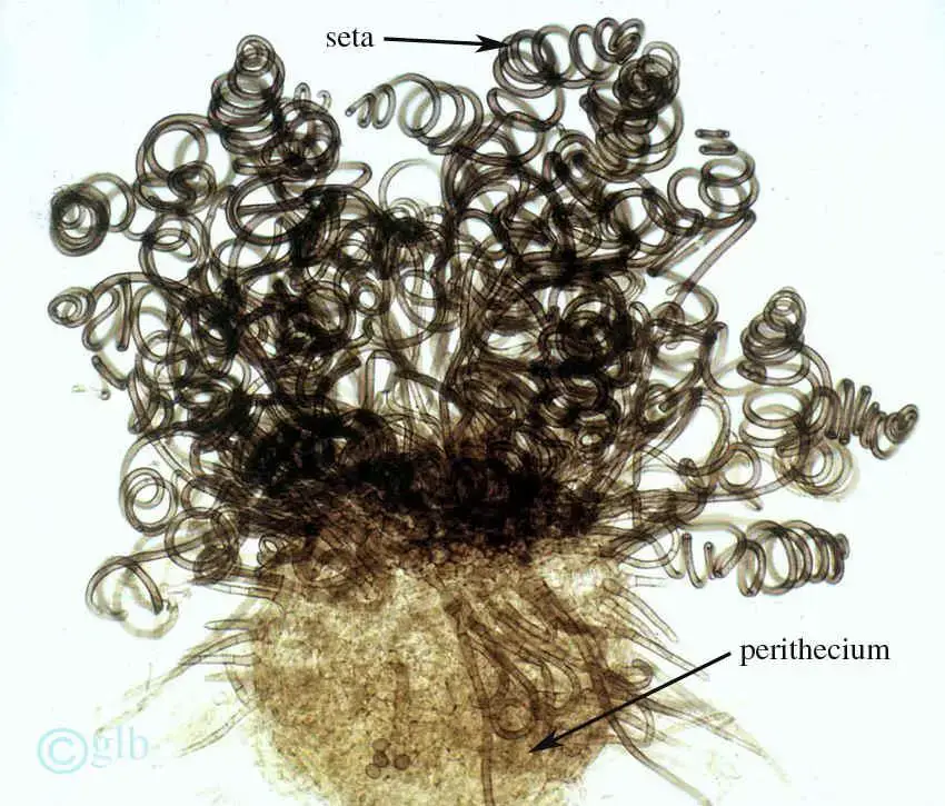 Chaetomium.jpg