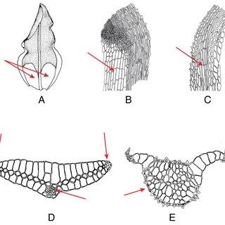 Characteristics-of-the-gametophyte-of-Calymperaceae-A-hyaline-lamina-Mitthyridum_Q320.jpg