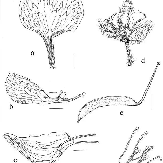 Characters-of-Lotus-angustissimus-L-incl-L-praetermissus-Kuprian-a-standard_Q640.jpg