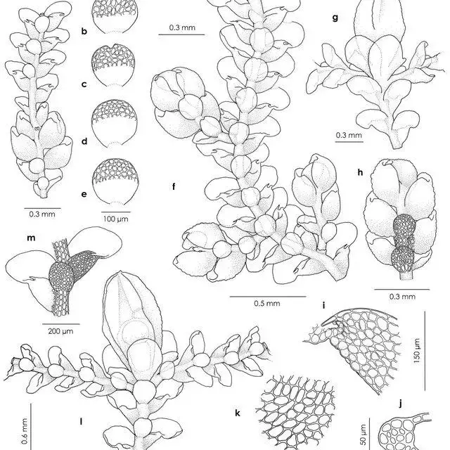 Cheilolejeunea-chenii-RLZhu-MLSo-a-Intercalary-androecium-ventral-view-b2e_Q640.jpg