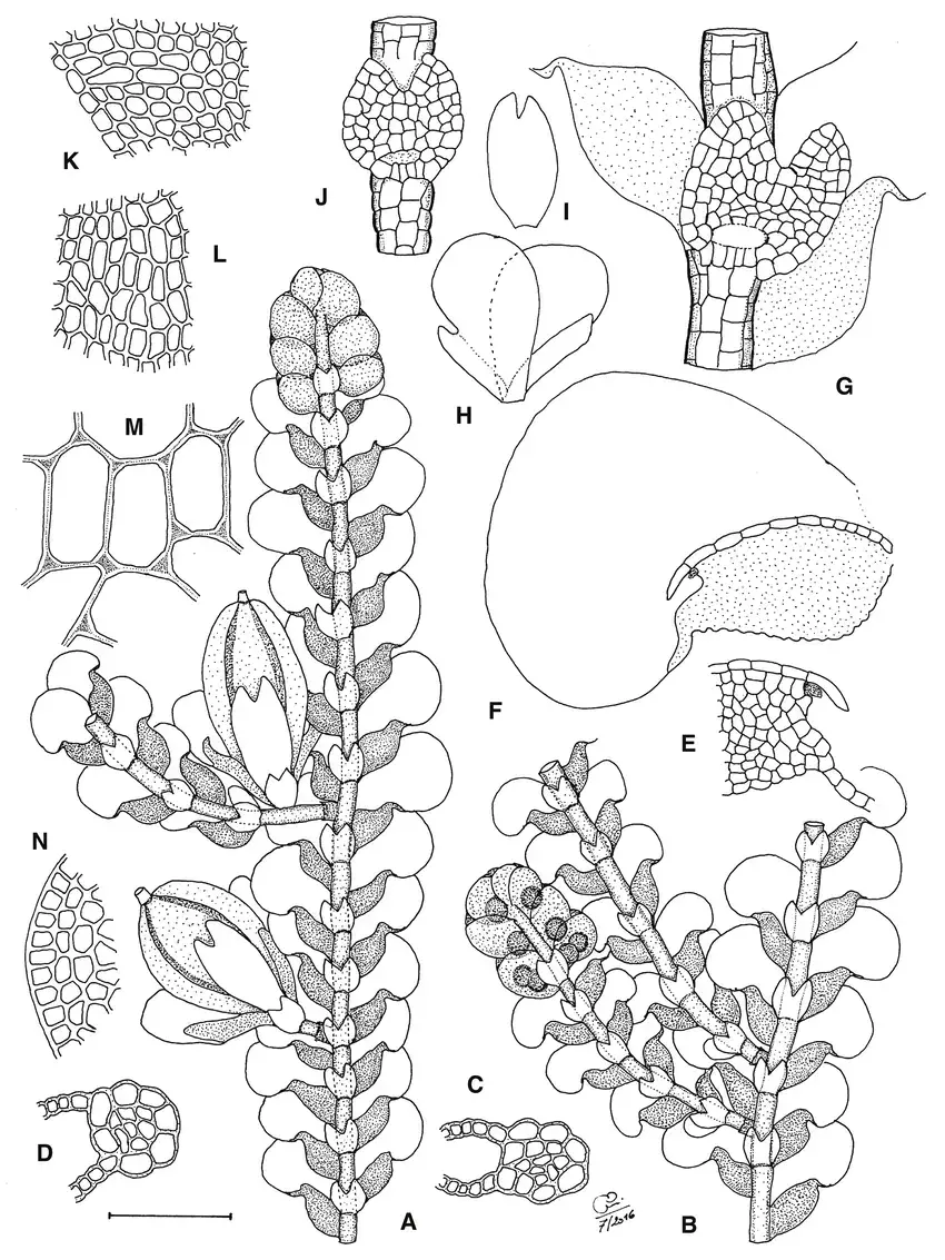 Cheilolejeunea-cyrtolejeuneoides-CJ-Bastos-Schaef-Verw-A-upper-part-of-plant-with.png