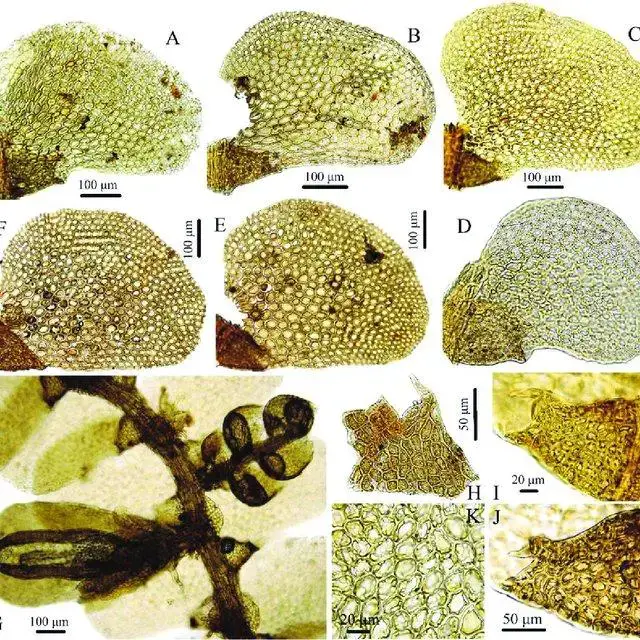 Cheilolejeunea-larsenii-Mizut-A-2-F-Leaves-G-Portion-of-shoot-with-a-gynoecium-and_Q640.jpg