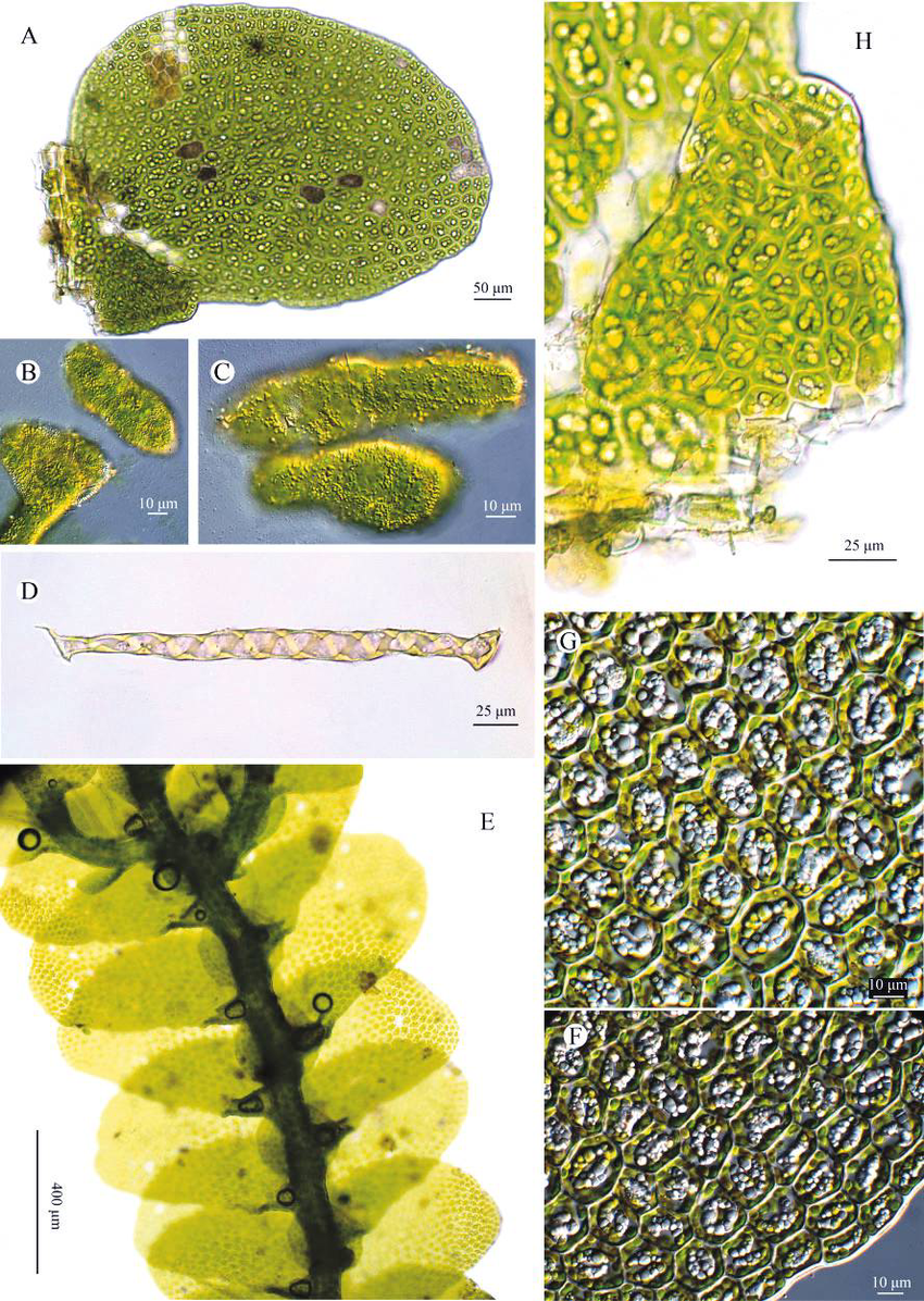 Cheilolejeunea-larsenii-Mizut-A-Leaf-ventral-view-B-2-C-Spores-D-Elater-E.png