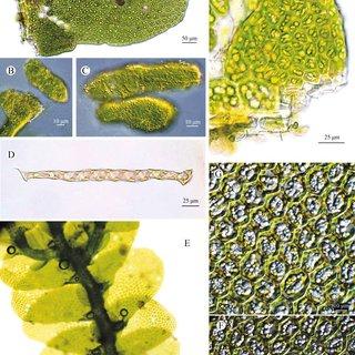 Cheilolejeunea-larsenii-Mizut-A-Leaf-ventral-view-B-2-C-Spores-D-Elater-E_Q320.jpg