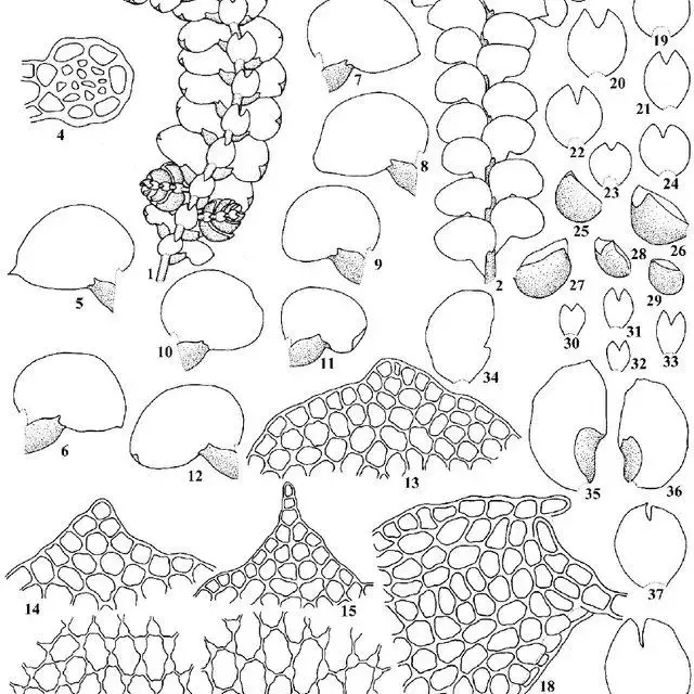 Cheilolejeunea-osumiensis-SHatt-Mizut-1-A-portion-of-the-plant-in-ventral-view_Q640.jpg