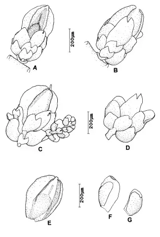 Cheilolejeunea-paroica-Mizut-A-and-B-paroicous-branches-with-perianth-ventral-view.png