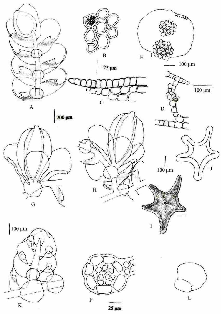 Cheilolejeunea-rotundistipula-Lehm-Malombe-comb-nov-A-Apical-shoot-ventral-view.jpg