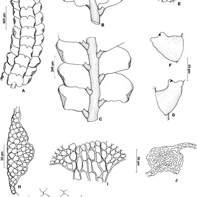 Cheilolejeunea-rupestris-CBastos-Gradst-A-shoot-ventral-view-B-portion-of_Q640.jpg